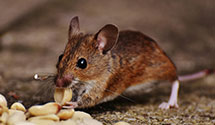 24 Hour & Emergency Exterminators in Tallassee, AL